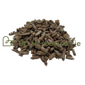 Pin sylvestre bourgeon