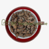 Pin sylvestre bourgeon
