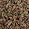 Pin sylvestre bourgeon