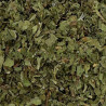 Pissenlit feuille
