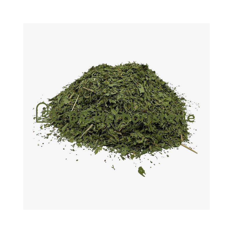 Stevia feuille